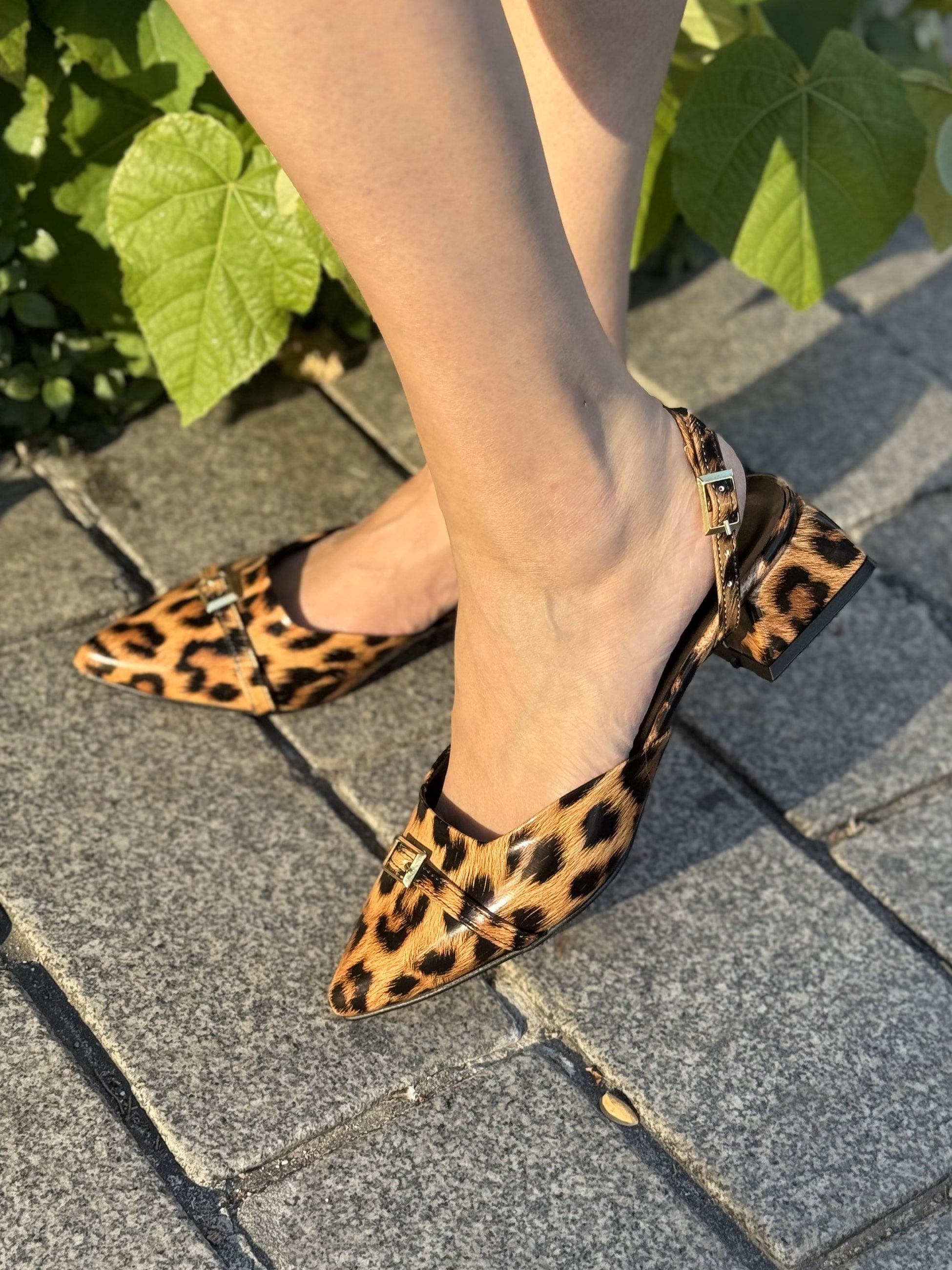Leopar Leopard